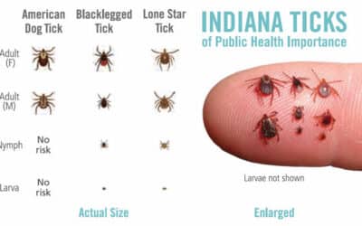 Tick Season in Sullivan County: What You Need to Know