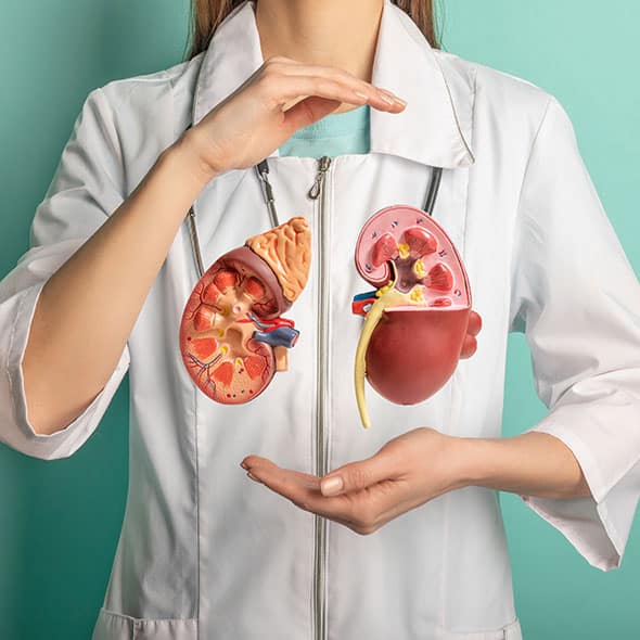 Doctor levitating two kidneys between her hands